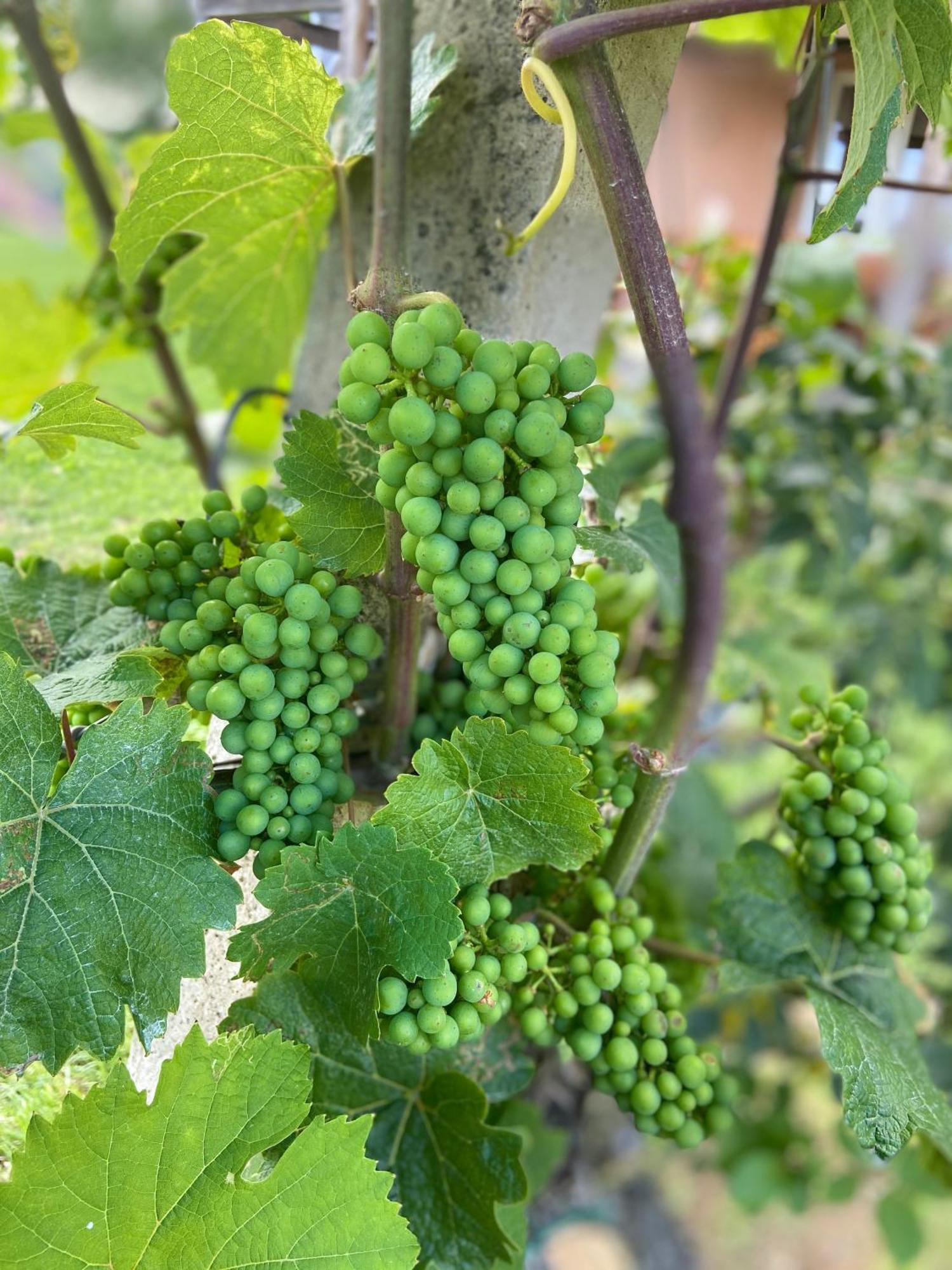 Ratsch an der Weinstraße Zweytick Gaestezimmer Weingut מראה חיצוני תמונה