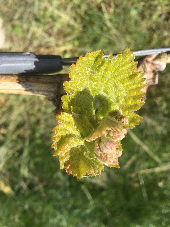 Ratsch an der Weinstraße Zweytick Gaestezimmer Weingut מראה חיצוני תמונה