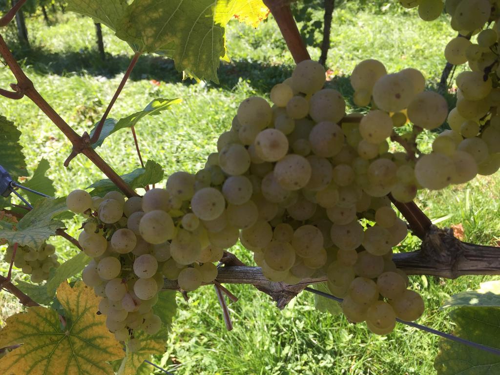 Ratsch an der Weinstraße Zweytick Gaestezimmer Weingut מראה חיצוני תמונה